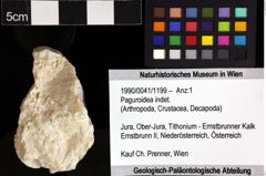 Foto (Objket + Etiketten) von Paguroidea indet. 